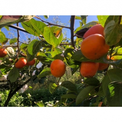 1693003212858.jpg 1693003212858.jpg