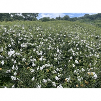 S__86646795_0.jpg S__86646795_0.jpg