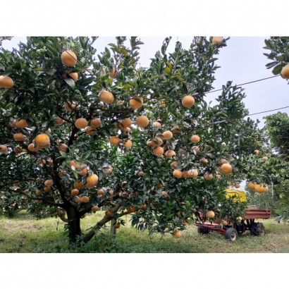 茂谷柑成熟2_0.jpg 茂谷柑成熟2_0.jpg